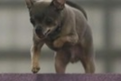 Request Quote: Certified Professional Dog Trainer - In Home Training - Grand Bay, AL