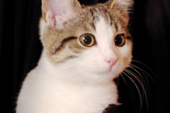 Request Quote: MFS Pet Photography - Suffolk, VA