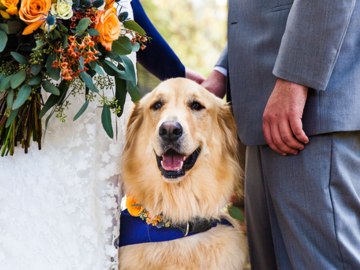Dog between bride and groom