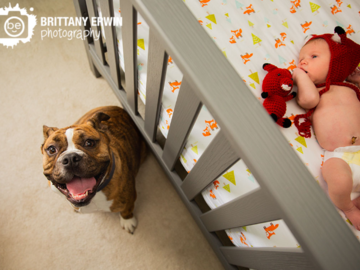 newborn in crib with english bulldog