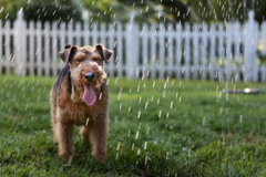 Request Quote: John Fishlock Pet Photography - Broadlands, VA