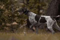 Request Quote: Point & Howl Pet Photography  - Tucson, AZ