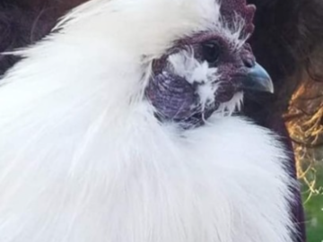 Lucky Tames His Aggression!