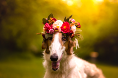 Request Quote: Erica Danile Pet Photography - Martinsburg, WV