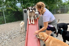 Request Quote: Tailwaggers Doggy Daycare  - Cincinnati, OH