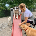 Tailwaggers Doggy Daycare  - Cincinnati, OH
