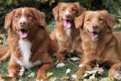 Request Quote: Dtails - Pet Daycare - Old Saybrook, CT