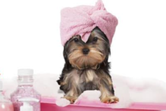 Request Quote: Bark Of The Town Mobile Dog Groomers - Las Vegas, NV