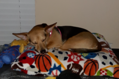 Request Quote: Paws for Reiki - Animal Reiki Care - Riverview, FL