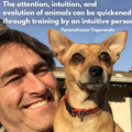 Holistic Dog Training  - Eugene, OR