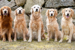 Request Quote: Back to the Essentials - Animal Homeopathy - Hatchville, MA