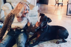 Request Quote: Little British Lady Pet Sitting - Ventura, CA