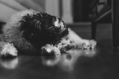 Request Quote: Lovelee Paws Pet Photography  - Southington, CT