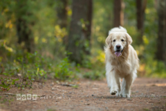 Request Quote: Dogs I Meet Pet Photography - Natick, MA