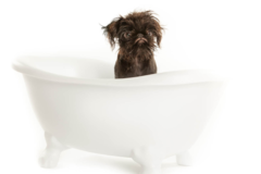 Request Quote: phoDOGraphy - Fetching Pet Portrait Photography