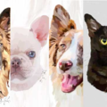 Delaney Willard - Etsy Pet Portrait Artist - Nationwide