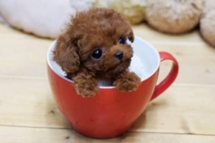 Request Quote: Dog Walking by Megan - Grooming and Sitting - Cleveland, OH