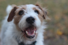 Request Quote: Pet Photography by Melissa Peck - Lincoln, NE