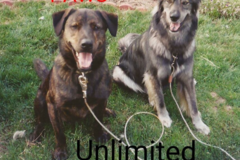 Request Quote: PaWS Unlimited - Dog Walker and In Home Pet Sitters - Rochester, NY