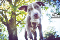 Request Quote: RDR Pet Photography  - Marrero, LA