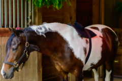 Request Quote: Poll to Pastern - Animal Homeopathy - Matthews, NC - Nationwide