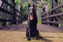 Request Quote: K9 Pinnacle - In Home Private Dog Training Service - Leesburg, VA