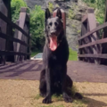 K9 Pinnacle - In Home Private Dog Training Service - Leesburg, VA