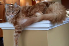 Request Quote: Walking The Paws - Pet Sitting and Dog Walking Service - Seattle, WA
