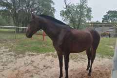 Request Quote: Flying J Pet Sitting and Horse Sitting - Homosassa Springs, FL