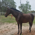 Flying J Pet Sitting and Horse Sitting - Homosassa Springs, FL