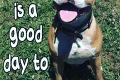 Request Quote: Carolina Pup Dates - Dog Walking and Pet Sitting  - Charlotte, NC