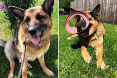 Request Quote: Empire Pets- Dog Walking and Pet Sitting Services - Albany, NY