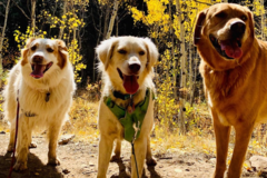 Request Quote: Happy Dog Adventures LLC - Dog Walking Service - Denver, CO