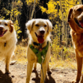 Happy Dog Adventures LLC - Dog Walking Service - Denver, CO