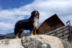 Request Quote: Steamboat Dog Spa - Pet Groomers - Steamboat Springs, CO