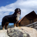 Steamboat Dog Spa - Pet Groomers - Steamboat Springs, CO