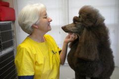 Request Quote: Very Important Pets - Professional Pet Gooming - Adamsville, TN