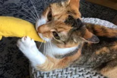 Request Quote: Precious Fur Cat Sitting - San Francisco, CA