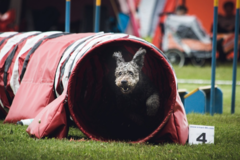 Request Quote: Hearts and Paws Dog Training - Austin, TX