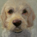 Nancy Bass Pet Portraits  - Nationwide