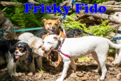 Request Quote: Frisky Fido - Dog Walking Service - Framingham, MA
