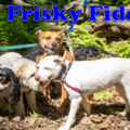 Frisky Fido - Dog Walking Service - Framingham, MA