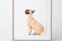 Request Quote: Elusive Photography - Fine Art Pet Portrait Photography - Falmouth, ME