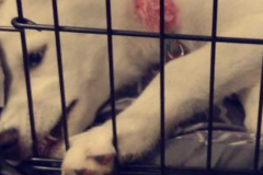 Request Quote: Skylar's Professional In Home Pet Sitting - Arlington, TX