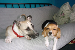 Request Quote: Joan's Ark In Home Pet Sitting Services - Monroe, NY