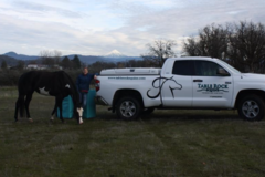 Request Quote: Table Rock Animal Acupuncture and Chiropractic - White City, OR