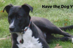 Request Quote: Peace of Mind Pet Care Solutions - In Home Pet Sitting - Billerica, MA