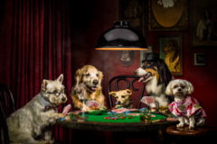 Request Quote: Dana Hursey Pet Photography - Los Angeles, CA