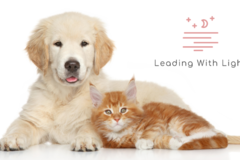 Request Quote: Leading With Light - Animal Reiki Care  - Nationwide
