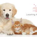 Leading With Light - Animal Reiki Care  - Nationwide